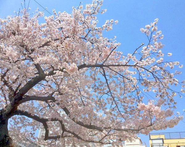 ���������̍�